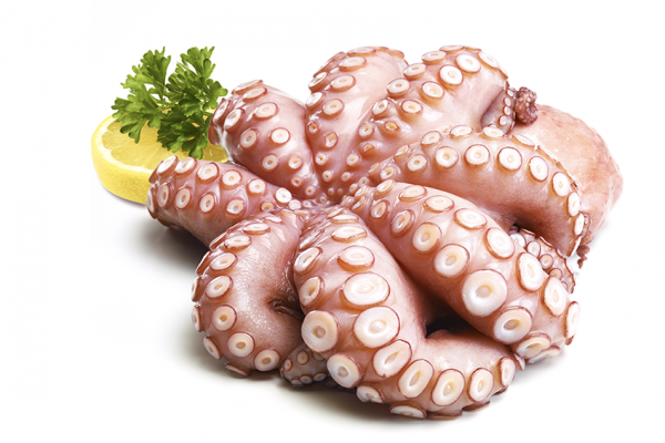 Oktopus - Pulpo fangfrisch